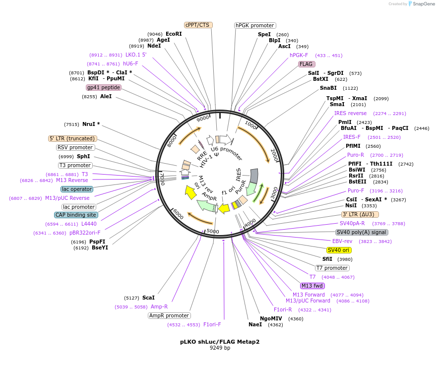 209316-plasmid-map-sequence-id-416901