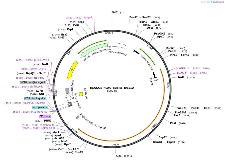 200815-plasmid-map-sequence-id-416909