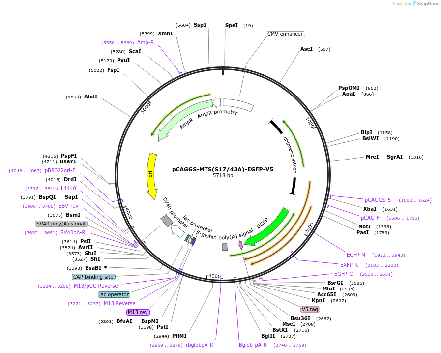 200935-plasmid-map-sequence-id-416912