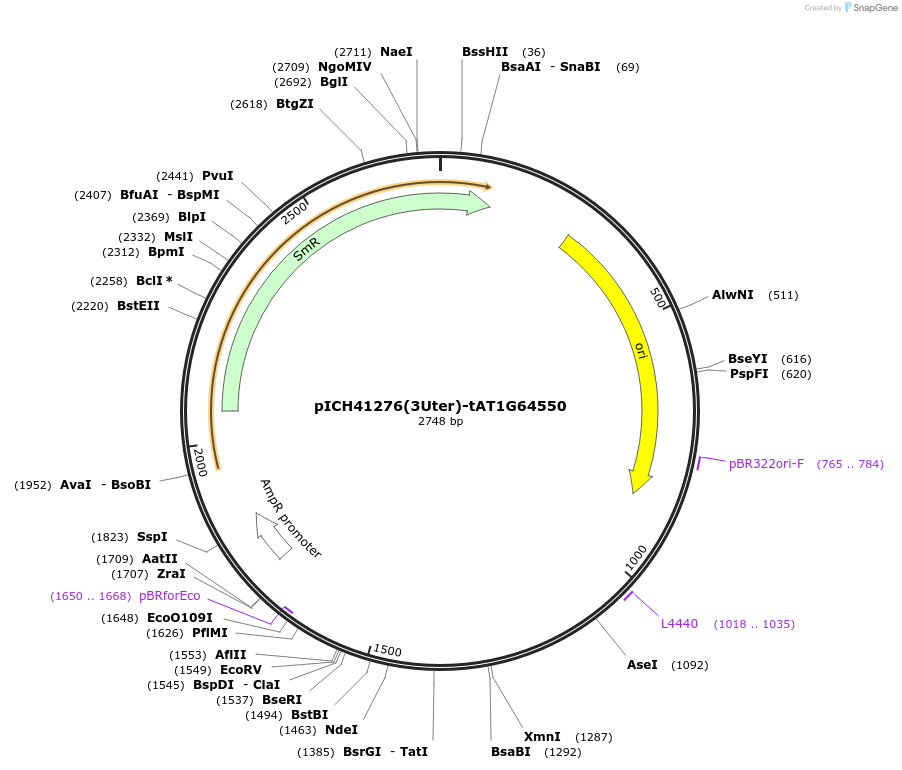 205390-plasmid-map-sequence-id-416914