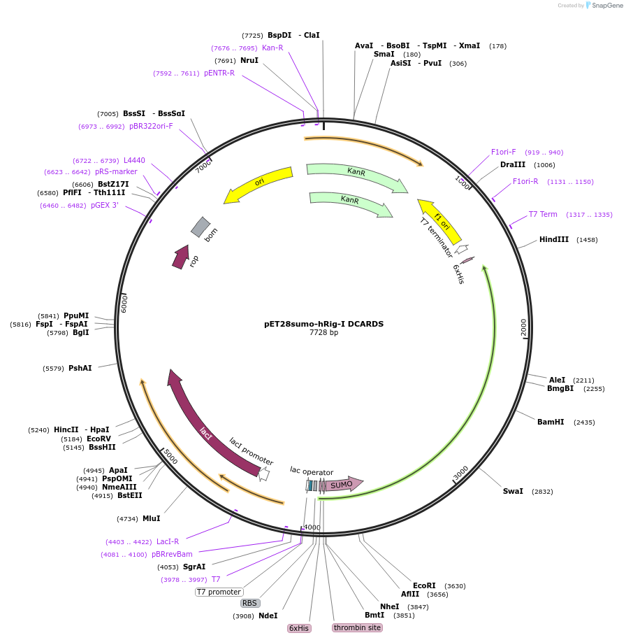 210828-plasmid-map-sequence-id-416917