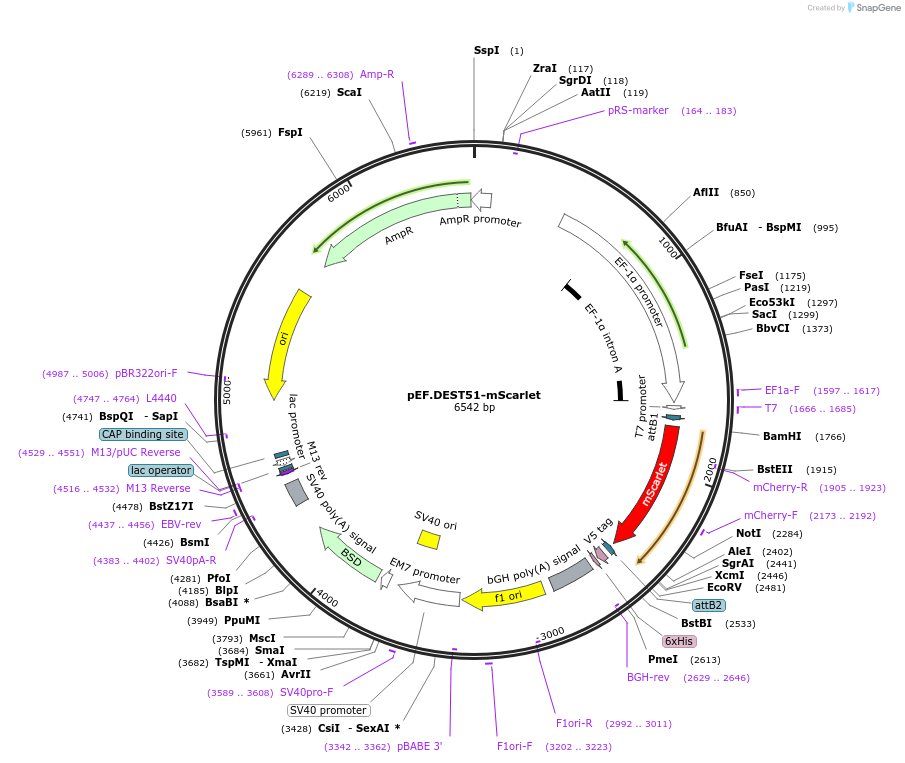 207960-plasmid-map-sequence-id-416923