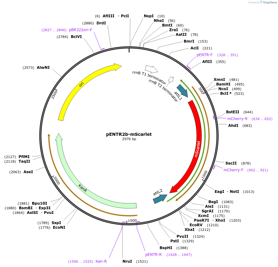 207961-plasmid-map-sequence-id-416924