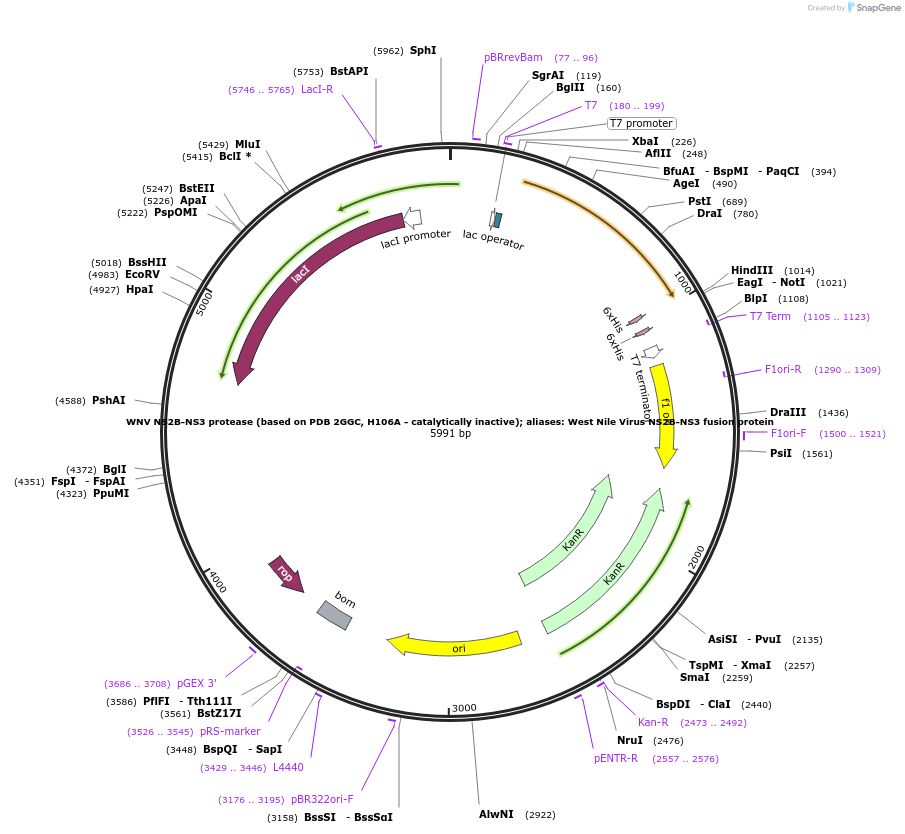 204797-plasmid-map-sequence-id-416945