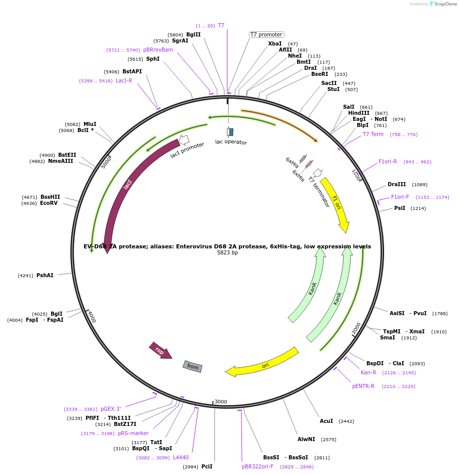 204801-plasmid-map-sequence-id-417055