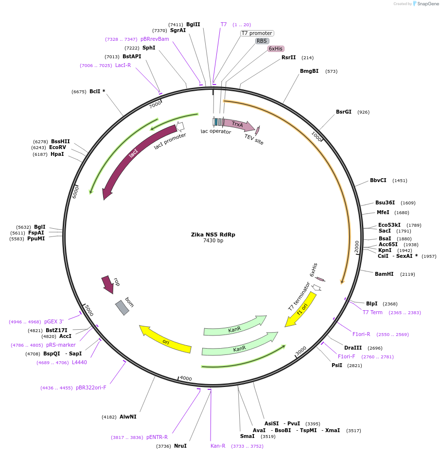 204788-plasmid-map-sequence-id-417058