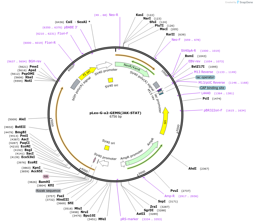 209113-plasmid-map-sequence-id-417080