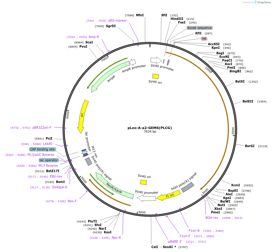 209114-plasmid-map-sequence-id-417081