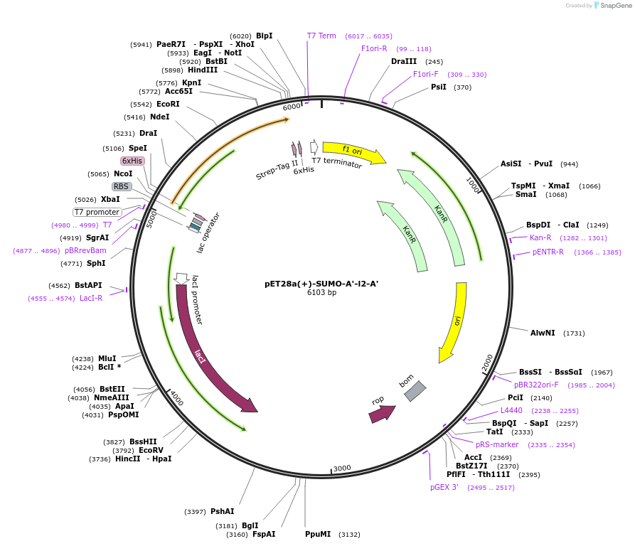 209117-plasmid-map-sequence-id-417085