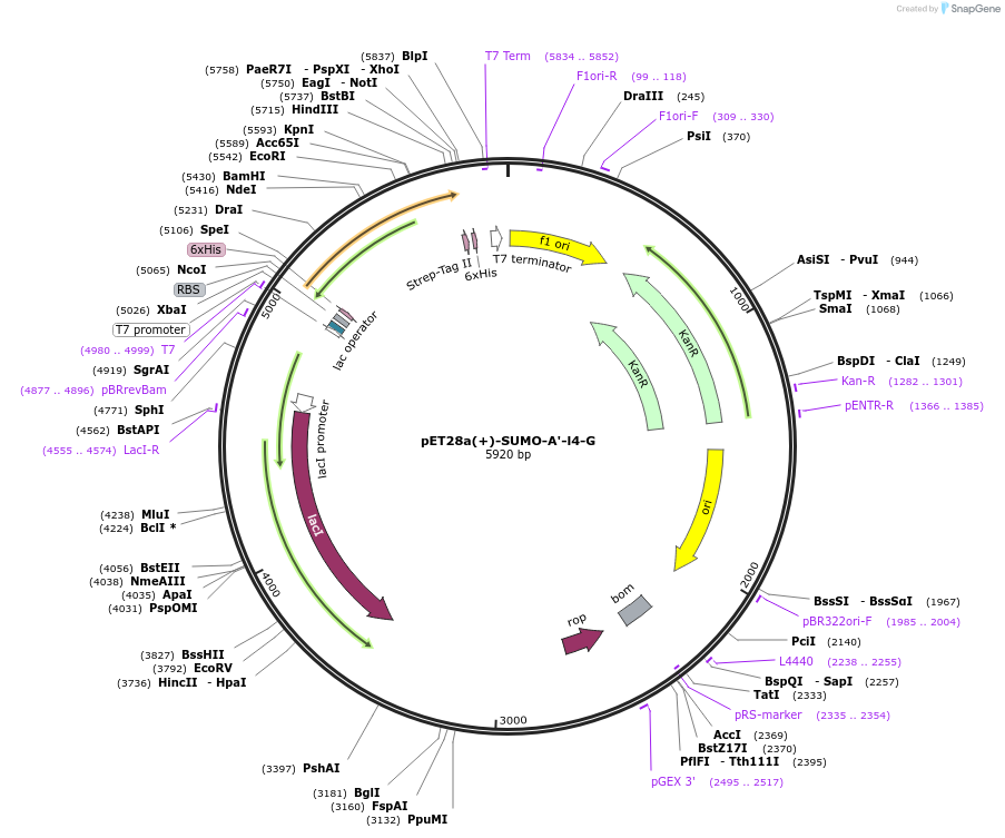 209123-plasmid-map-sequence-id-417086
