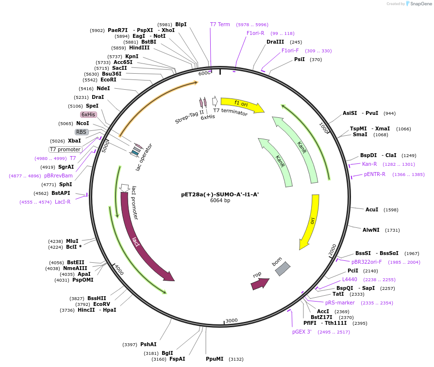 209116-plasmid-map-sequence-id-417088