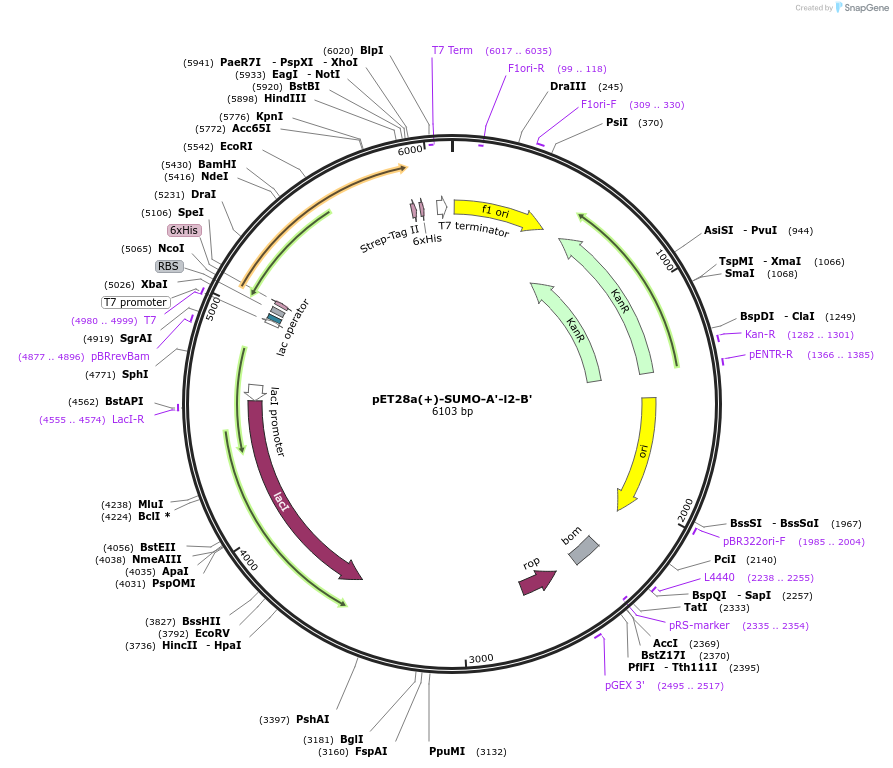 209121-plasmid-map-sequence-id-417089