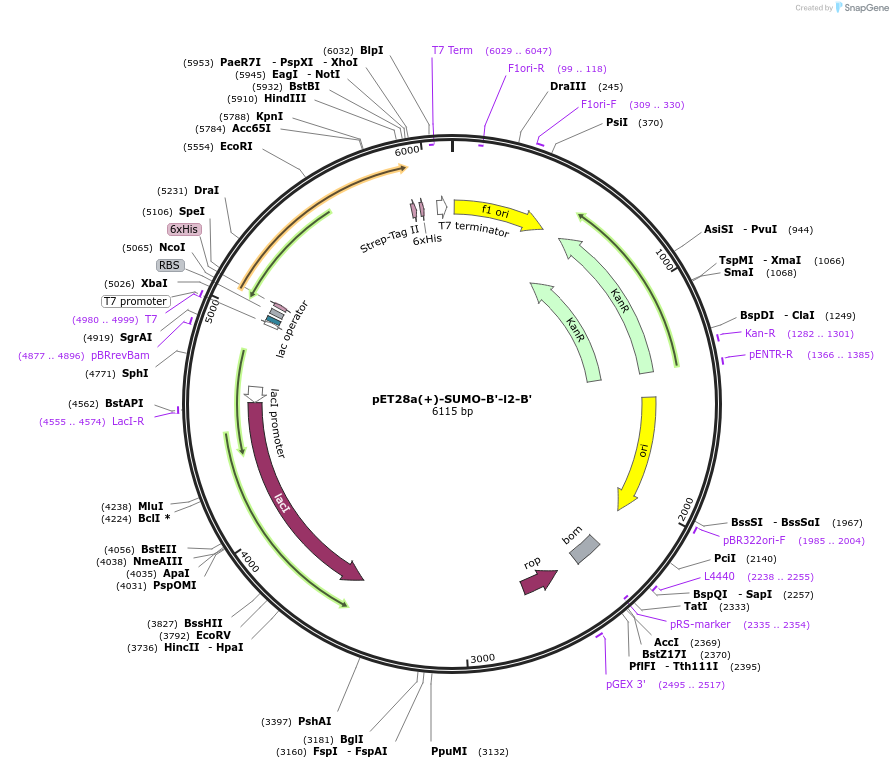 209119-plasmid-map-sequence-id-417095