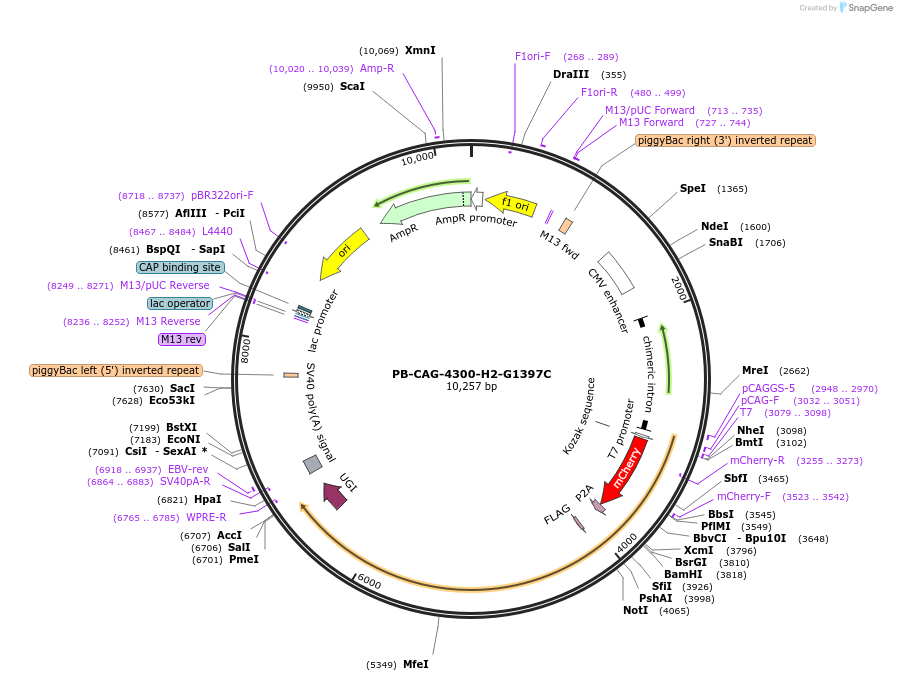 210395-plasmid-map-sequence-id-417128