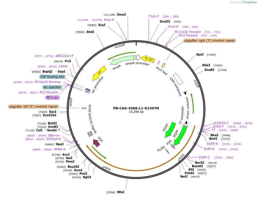 210396-plasmid-map-sequence-id-417138