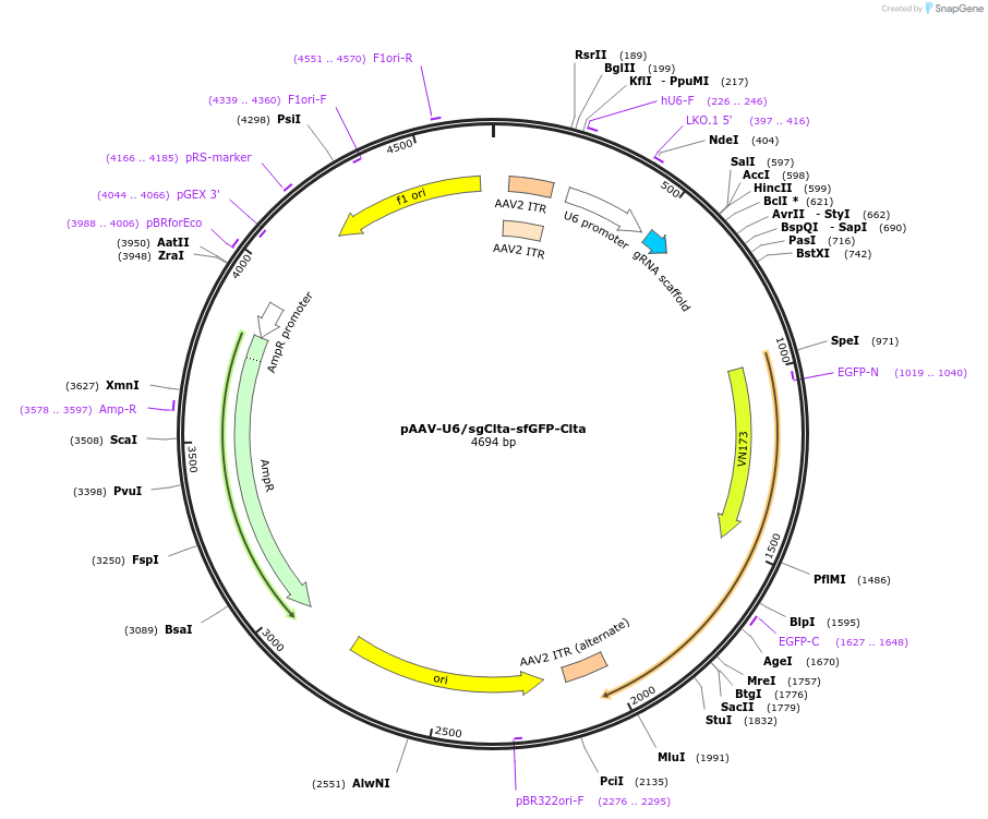 200261-plasmid-map-sequence-id-417139