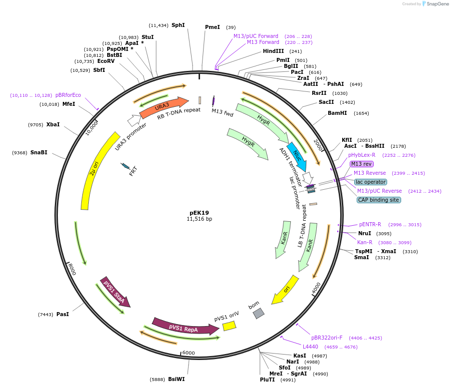 210578-plasmid-map-sequence-id-417143