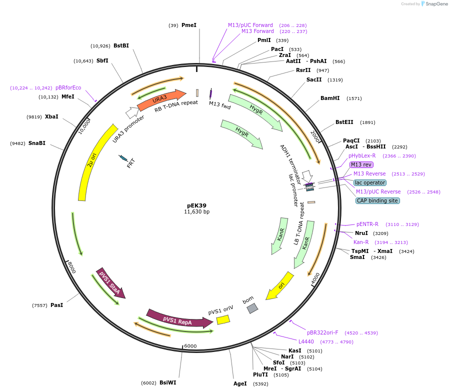 210599-plasmid-map-sequence-id-417146