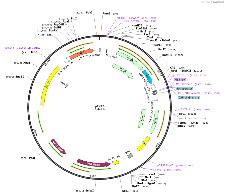 210595-plasmid-map-sequence-id-417147