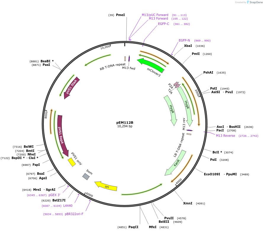 210602-plasmid-map-sequence-id-417149