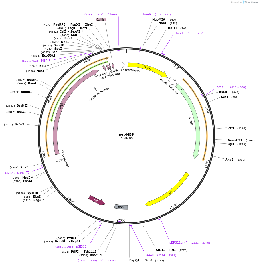 209184-plasmid-map-sequence-id-417153
