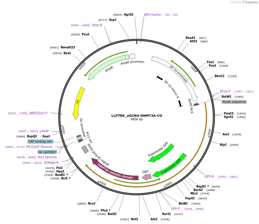 211783-plasmid-map-sequence-id-417155