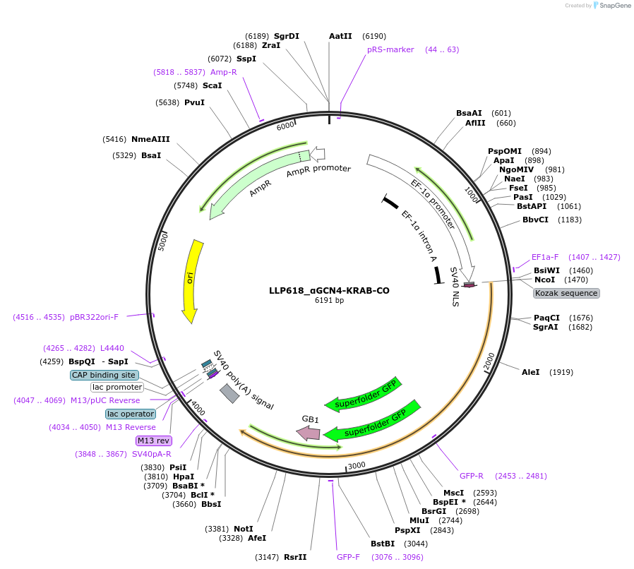 211782-plasmid-map-sequence-id-417156