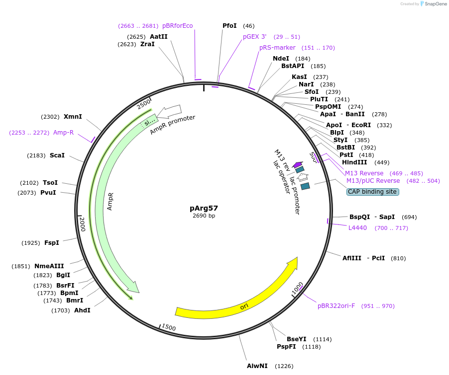 211557-plasmid-map-sequence-id-417160
