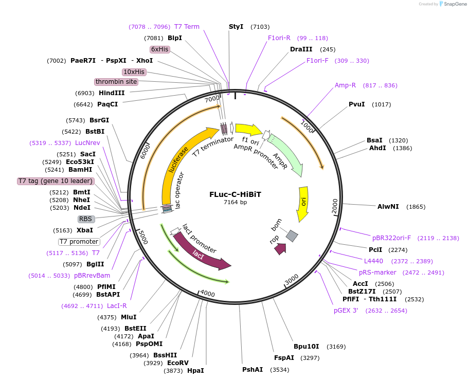 207118-plasmid-map-sequence-id-417161