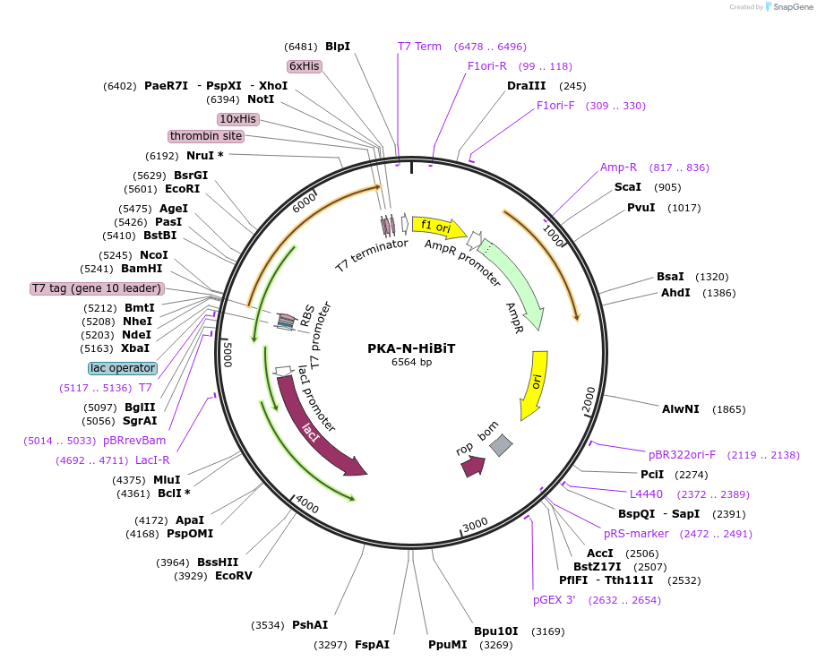 211377-plasmid-map-sequence-id-417163