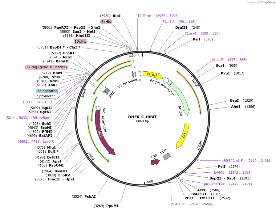 207119-plasmid-map-sequence-id-417165
