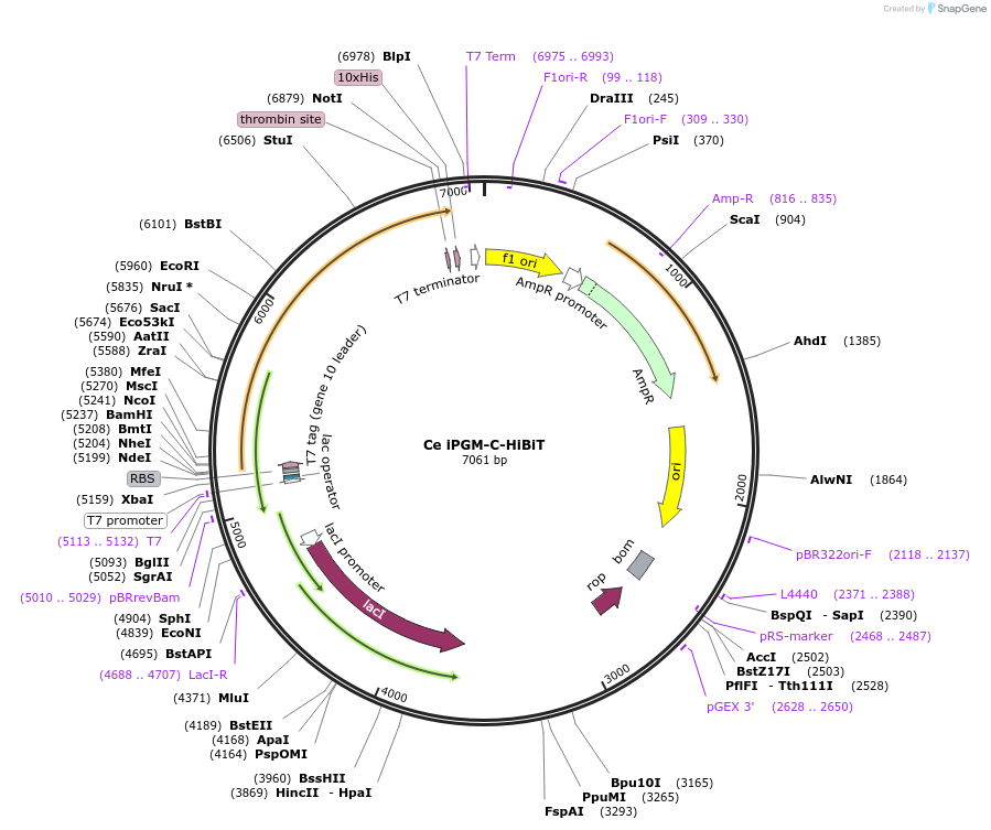 207120-plasmid-map-sequence-id-417169