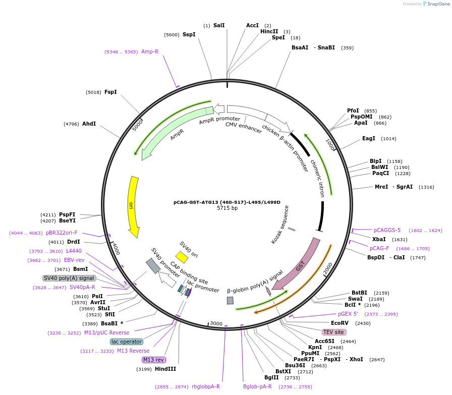 210846-plasmid-map-sequence-id-417171