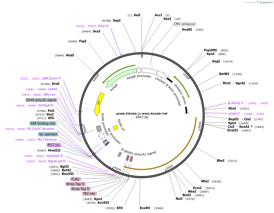 210840-plasmid-map-sequence-id-417174
