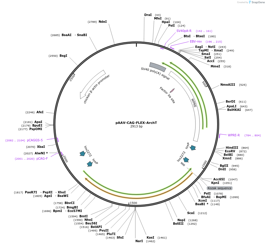 209779-plasmid-map-sequence-id-417210