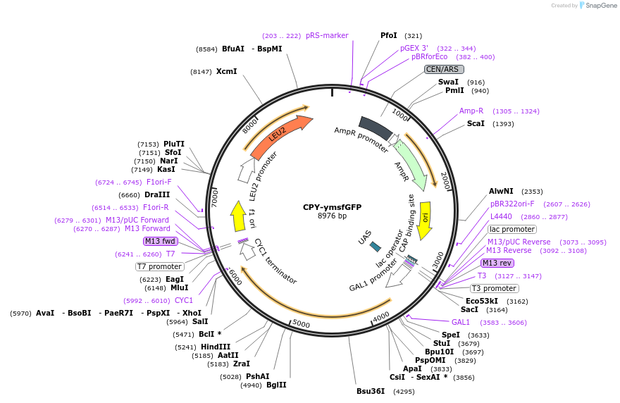 209538-plasmid-map-sequence-id-417211