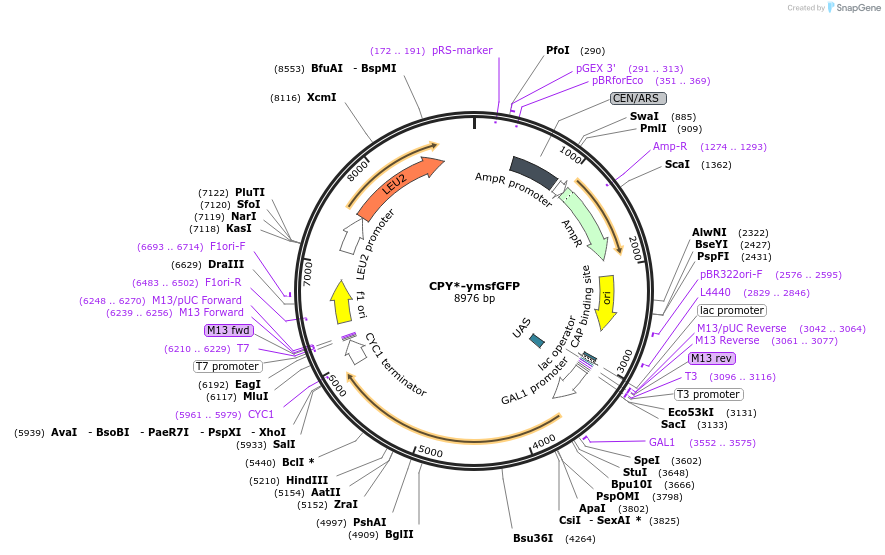 209539-plasmid-map-sequence-id-417212