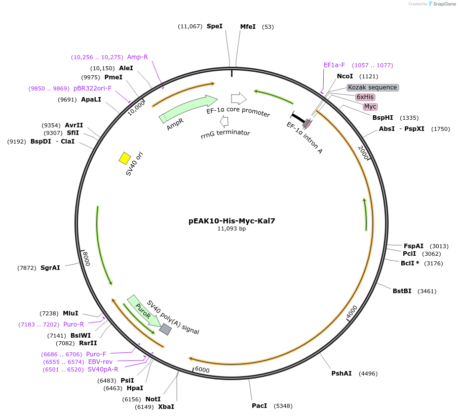 25454-plasmid-map-sequence-id-417217