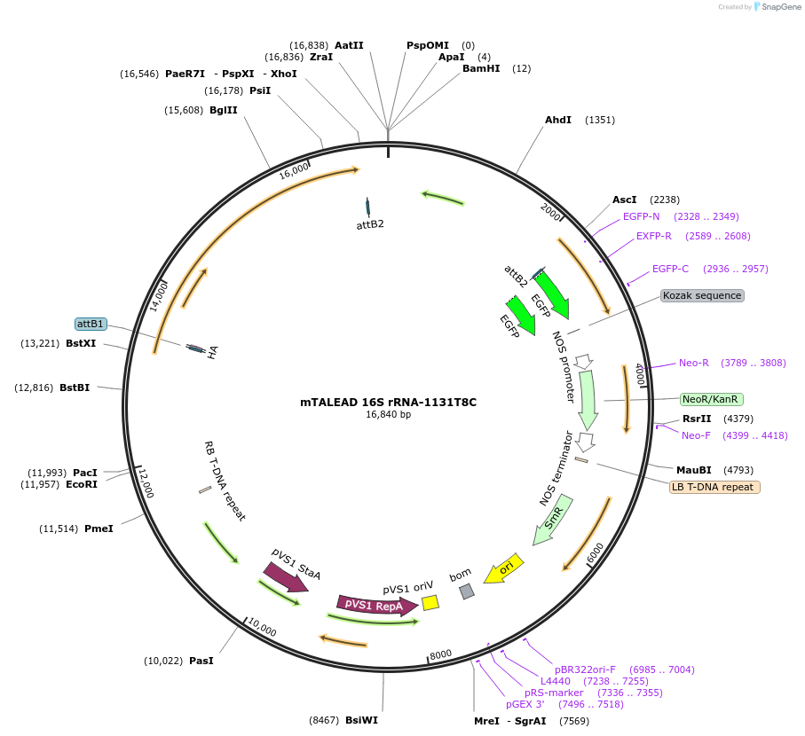 210835-plasmid-map-sequence-id-417221