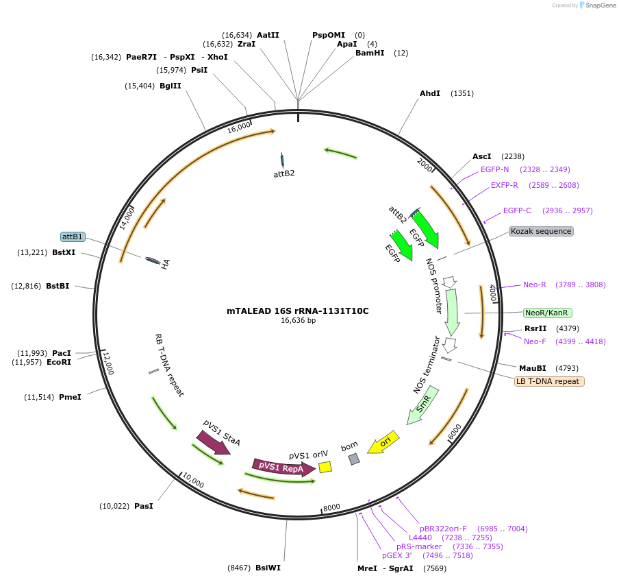 210836-plasmid-map-sequence-id-417222