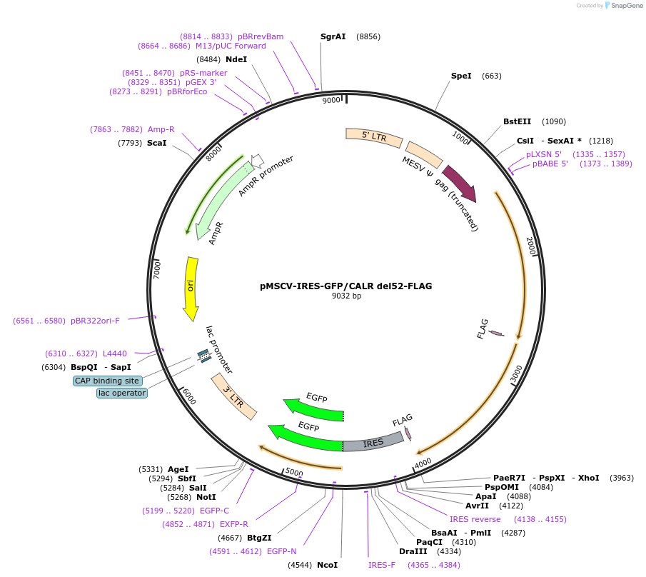 204523-plasmid-map-sequence-id-417225