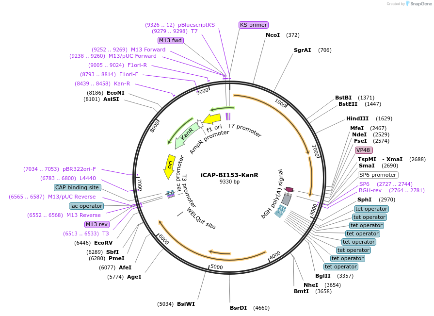 209525-plasmid-map-sequence-id-417228