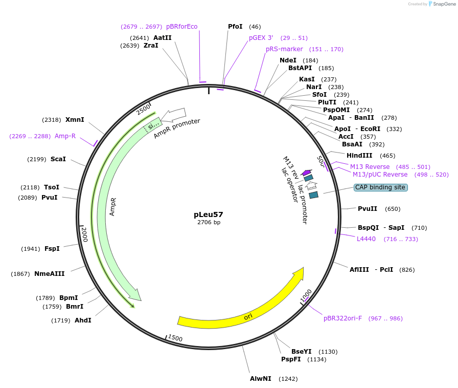 211563-plasmid-map-sequence-id-417239