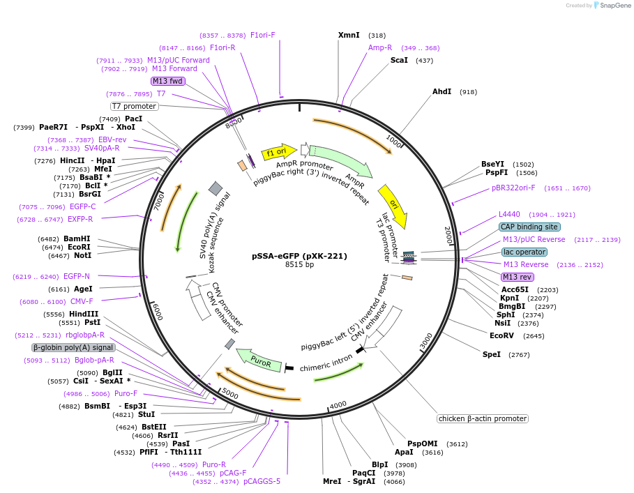 208826-plasmid-map-sequence-id-417242