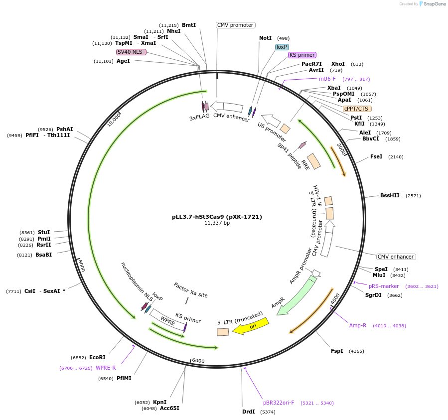 208828-plasmid-map-sequence-id-417250