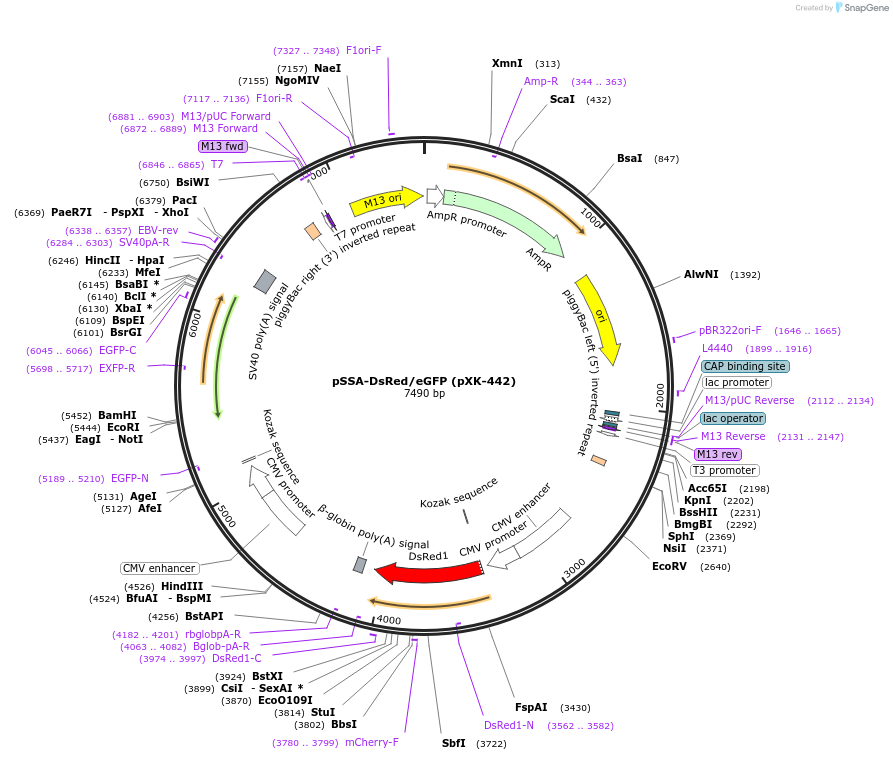 208827-plasmid-map-sequence-id-417251