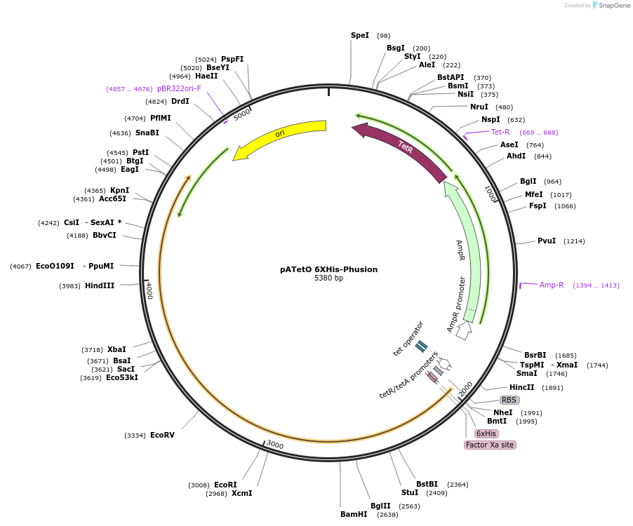 206210-plasmid-map-sequence-id-417252