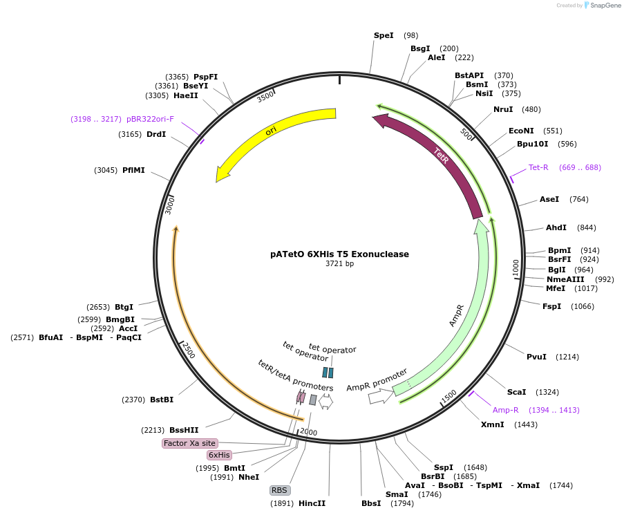 206209-plasmid-map-sequence-id-417253