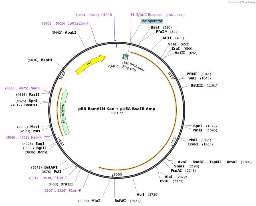 206208-plasmid-map-sequence-id-417256