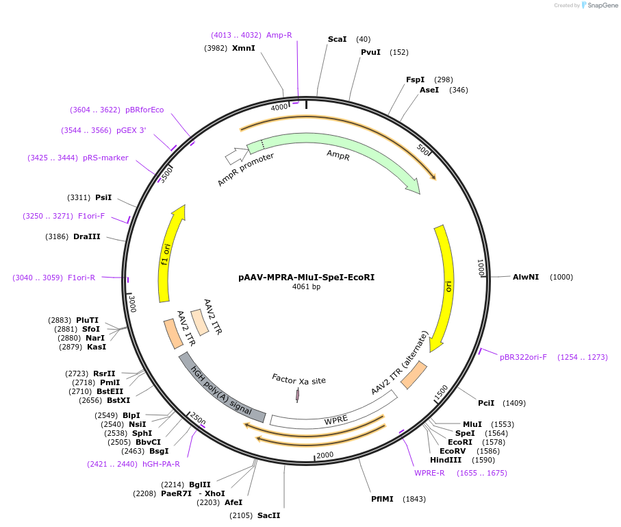 190196-plasmid-map-sequence-id-417286